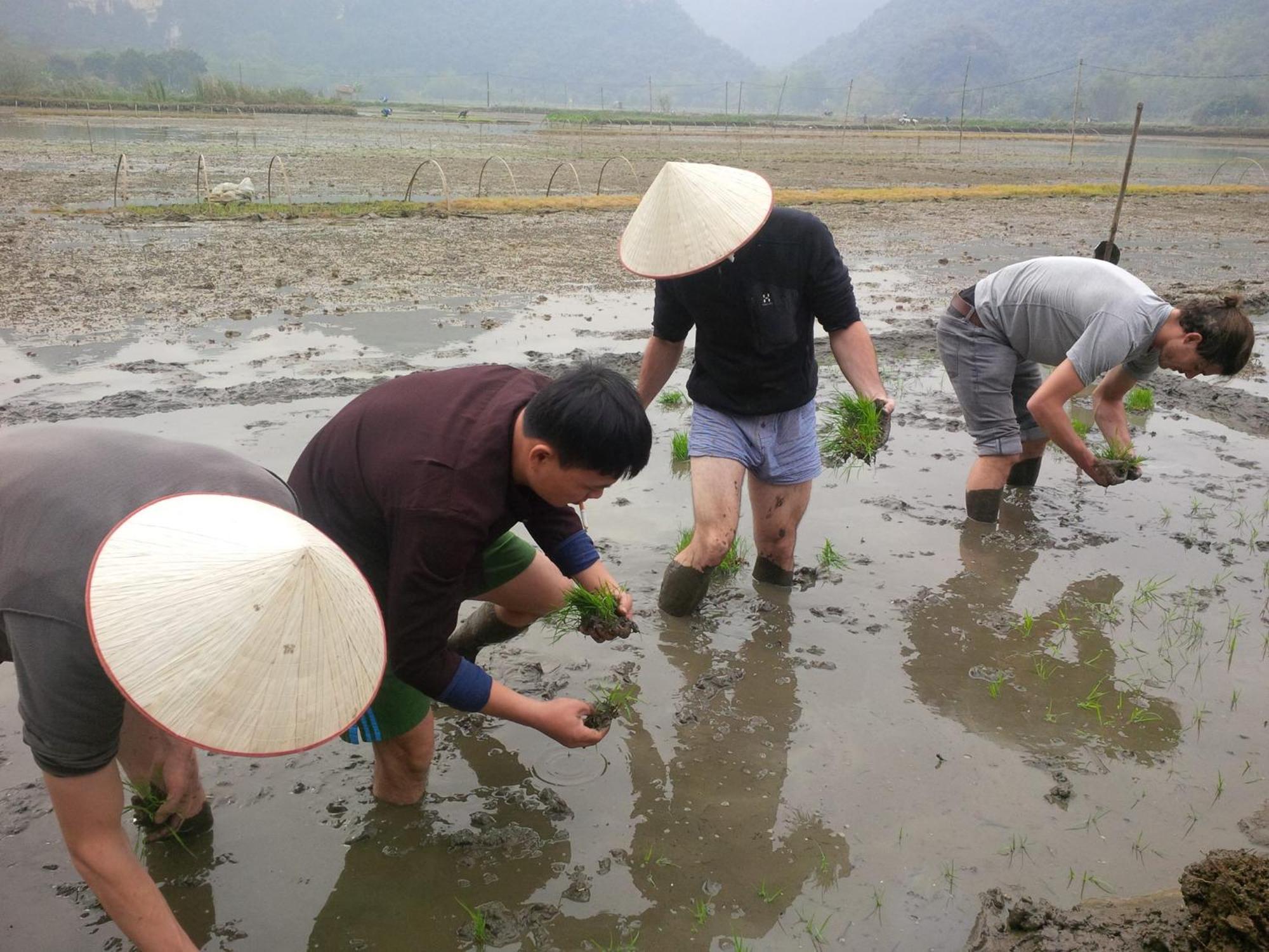 Tam Coc Rice Fields Resort Ninh Binh Esterno foto